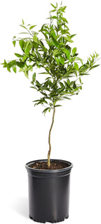 Brighter Blooms - Nules Clementine Tree, 4-5 Feet - Live Fruit Plant - No Shipping To AL, AZ, CA, FL, GA, LA, OR, TX, MS