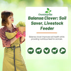 Outsidepride Fixation Balansa Clover Seeds for Lawn - 10 lbs. Coated & Inoculated, Cold Season, Drought Tolerant Cover Crop Seeds, Ideal for Erosion Control, Pasture, & Pollinator-Friendly Garden