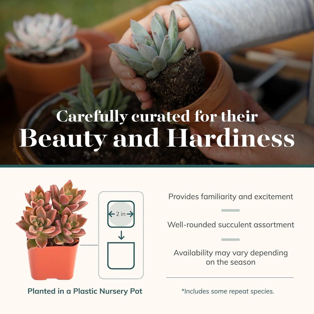 Shop Succulents Assorted Succulent Plant Pack Collection - Live Mini Succulent Plants, Low Maintenance, Mixture of Colors & Textures - Wedding and Party Favors, Gift & Garden, Pack of 40
