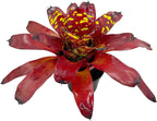 ragnaroc Live Plants - Bromeliad Neoregelia 'Green Eye', 16" Wide and 12" Tall in 6" Pot - 1ct - Live Arrival Guaranteed - House Plants for Home Decor & Gift