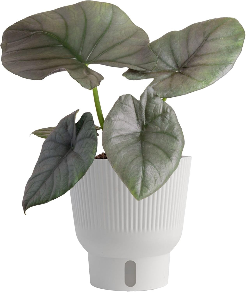 Costa Farms Alocasia Regina Live Plant in Self Watering Pot, Indoor Houseplant, Perfect for Home, Room, or Office Decor, Great House Warming or Birthday Gift, 12-18 Inches Tall