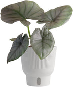 Costa Farms Alocasia Regina Live Plant in Self Watering Pot, Indoor Houseplant, Perfect for Home, Room, or Office Decor, Great House Warming or Birthday Gift, 12-18 Inches Tall