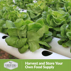 All The Year Round Lettuce Seed for Planting - 2 Packets with Instructions to Plant & Grow Adaptable Salad Greens in Your Home Vegetable Garden - Non-GMO Heirloom Variety - Survival Garden Seeds