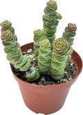 Live Succulent 4" Crassula Baby Necklace, Succulents Plants Live, Succulent Plants Fully Rooted, Hanging House Plant for Home Office Decoration, DIY Projects, Party Favor Gift by The Succulent Cult