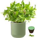 Hydroponic Herb Growing Kit, Self-Watering Kitchen Herb Garden Starter Kit with Green Ceramic Pot and Seeds (Thai Basil)