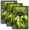 Midori Giant Soybean Seeds for Planting - Grow Protein-Rich Edamame Pods in Your Home Vegetable Garden - Non-GMO Heirloom Soy Bean - Survival Garden Seeds (3 Packs)
