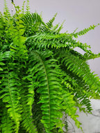 Live Boston Fern Hanging Basket Plant (10" Hanging Basket) - Overall Spread 25" to 30" - Tropical Plants of Florida