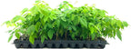 Amethyst Falls Wisteria Frutescens Vine | 20 Live Plants | Beautiful Drought Tolerant Fragrant Purple Flowering Vine