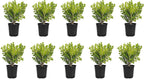 Japanese Boxwood | 10 Live 4 Inch Pots | Buxus Microphylla | Formal Evergreen Low Maintenance Hedge