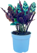 Rattlesnake Calathea Live Plant - Air Purifier, Colorful House Plant, Ideal for Home Decor and Room Decor - Rattlesnake for Indoor Plants, Calathea Lancifolia Prayer Plant
