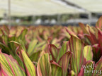 Nature's Way Farms Cordyline Harlequin Live Plant 25-30 in. Tall in Grower Pot