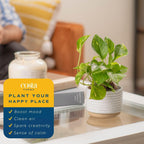 Costa Farms Pothos Live Plants, Devil's Ivy in Plastic Pots, Easy to Maintain, Air Purifying Indoor Houseplants, Home, Room, or Office Decor, House Warming Gift, 8-12 Inches Tall, Pack of 4
