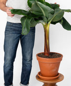 Seeds Ornamental Banana Tree - Tree for Planting - GMO Free