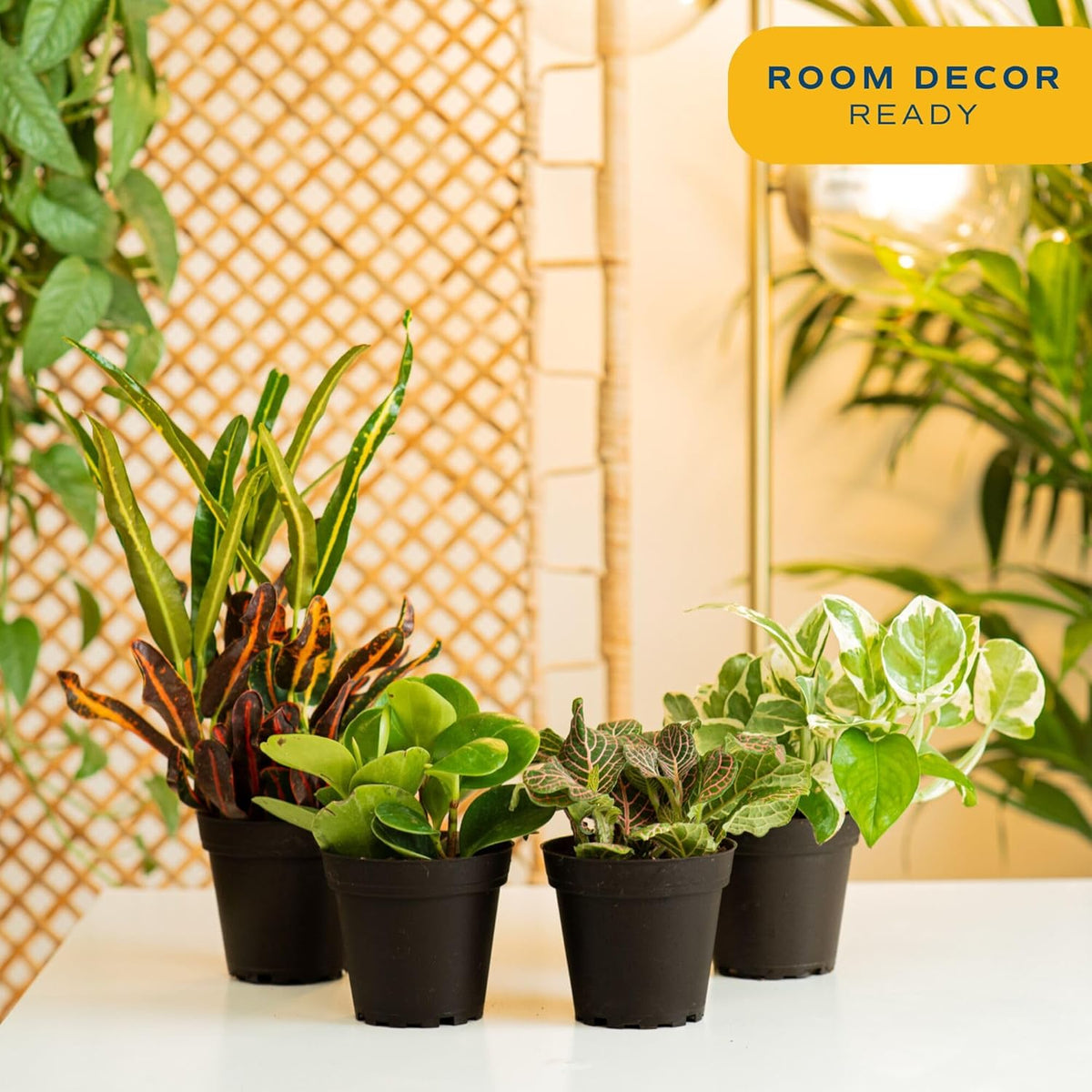 Costa Farms Live Plants (Pack of 4), Easy to Grow Live Indoor Houseplants in 3.8-Inch Plant Pots, Hand-Selected Varieties, Home and Room Decor, 8-10 Inches Tall