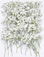 50Pcs Babys Breath Dried Pressed Flowers for Crafts,Xinxinran White Dry Flowers Kit for Wedding Invitation Accessories,Bookmark,Jewelry Molds,Candle Making Supplies,Soap,Frame,Cakes