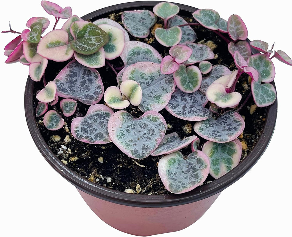 Live Succulent 4" Variegated String of Hearts, Succulents Plants Live, Succulent Plants Rooted, Hanging House Plant for Home Office Decoration, DIY Projects Party Favor Gift by The Succulent Cult
