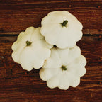 Early White Bush Scallop Squash (White Patty Pan Squash) - 25 Seeds - Bush Squash Variety, Non-GMO Heirloom Summer Squash Seeds for Planting in The Home Garden, Thresh Seed Company
