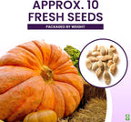 Giant Pumpkin Seeds for Planting – 10 Dill’s Atlantic Seeds for Record-Breaking Pumpkins! – Vegetables for Outdoor Planting – Grown in The USA