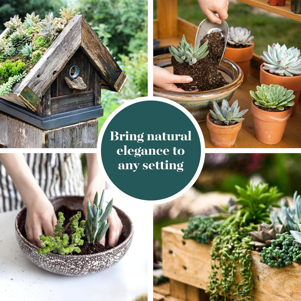 Shop Succulents Verde Succulent Plant Pack Bulk Collection - Live Mini Succulent Plants, Low Maintenance, Mix of Green Succulents & Textures - Wedding and Party Favors, Gift & Garden, Pack of 140