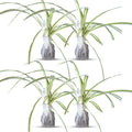 Healthy Spider Plant - Easy Care, Air-Purifying Houseplant (4 Spider sacs)