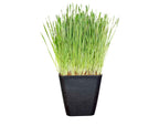 Non-GMO, Thunder Acres Premium Wheat Seed, Cat Grass Seed, Wheatgrass, Hard Red Winter Wheat (1 lbs.)