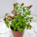 Shrimp Plants (Bush)