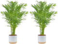 Costa Farms Cat Palm Live Plants in Decorative Pot, Large Indoor Houseplant, Perfect for Home, Room, or Office Decor, Great House Warming or Birthday Gift, 3-4 Feet Tall, Pack of 2