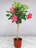 Hibiscus Plants Live - Braided Hibiscus Tree - Pink Painted Lady - Overall Height 38" to 44" - Tropical Plants of Florida (Plant in Growers Pot)