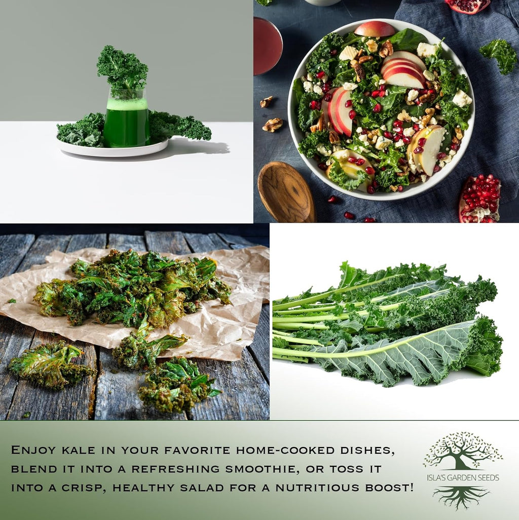 Dwarf Siberian Kale Seeds (Brassica oleracea) – 500+ Non-GMO & Heirloom Seeds for Planting, Cold-Hardy Leafy Green with Tender, Flavorful Leaves, by Isla’s Garden Seeds, Gift Idea