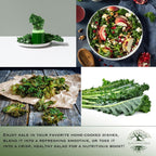 Dwarf Siberian Kale Seeds (Brassica oleracea) – 500+ Non-GMO & Heirloom Seeds for Planting, Cold-Hardy Leafy Green with Tender, Flavorful Leaves, by Isla’s Garden Seeds, Gift Idea