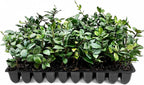 Star Jasmine | 10 Live Plants | Trachelospermum Jasminoides | Fragrant Blooming Evergreen Vine, Low Maintenance, Climbing, White Flowers, Attracts Pollinators, Drought Tolerant