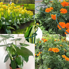 10 Pack Plant Support Stakes, 4 mm Thick 24 Inch Half Round Metal Garden Stakes, Plant Support Cages Ring for Peony Tomato Hydrangea Rose Flower Indoor Outdoor (10" Wide x 24" High)