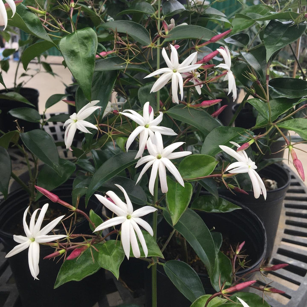 Live Angel Wing Jasmine (Jasminum Nitidum) Plants - Fragrant, White Blooming Evergreen Shrub for Any Garden (2 jas Angel sacs)