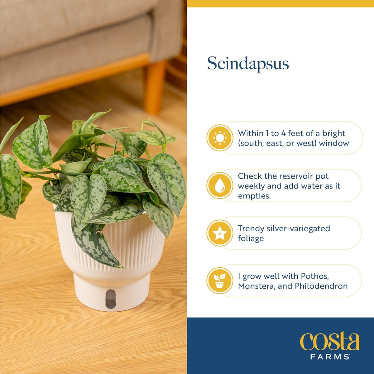 Costa Farms Scindapsus Platinum Java Live Plant in Self Watering Pot, Indoor Houseplant, Perfect for Home, Room, or Office Decor, Great House Warming or Birthday Gift, 9-12 Inches Tall