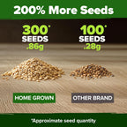 HOME GROWN Beefsteak Tomato Seed Pack - 300 Heirloom Tomato Seeds for Planting Outdoors – High-Yield Non-GMO Vegetable Seeds for Growing Large, Meaty Tomatoes for Summer Dishes (Solanum lycopersicum)