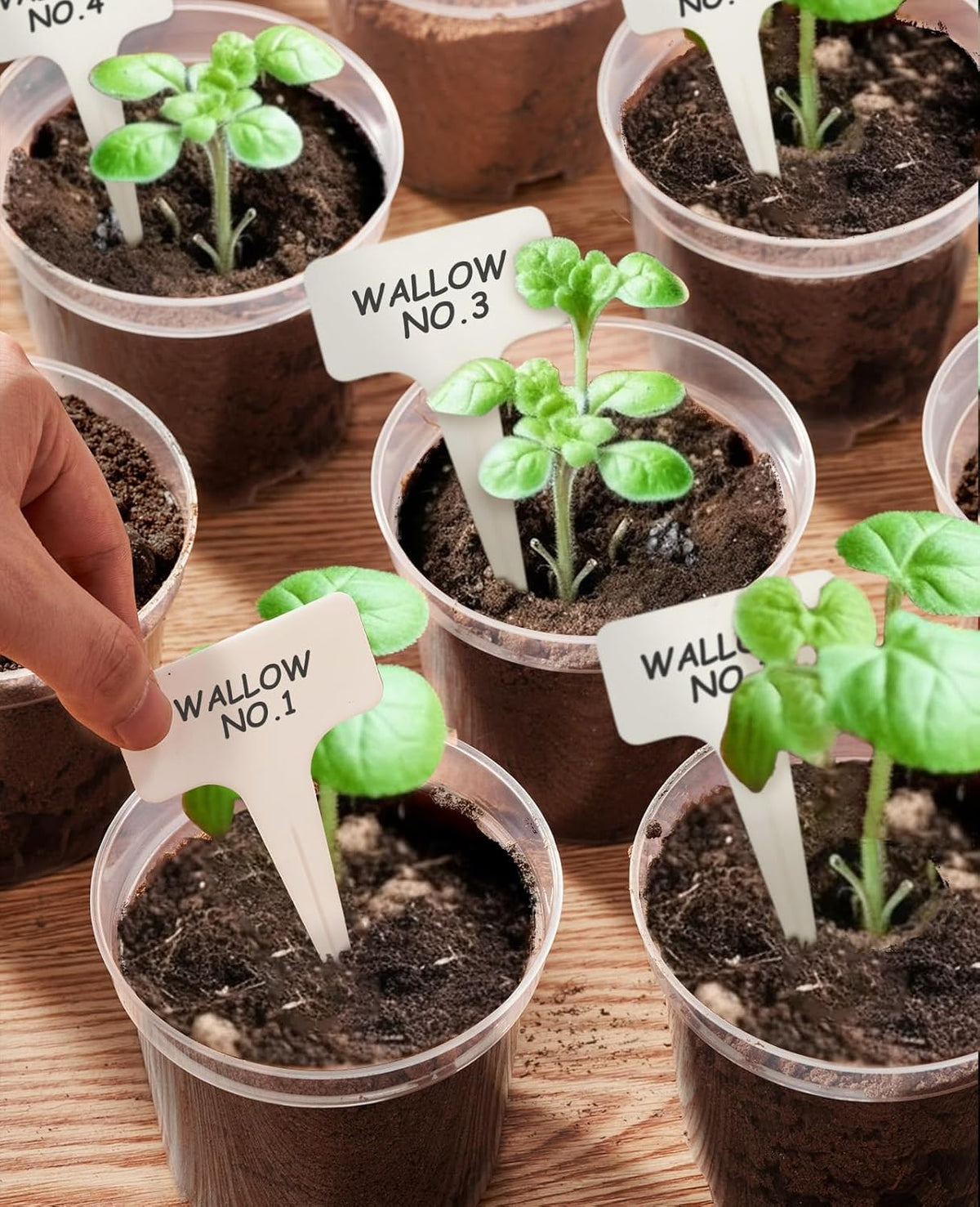 homenote Clear Nursery Pots for Plant,3/4/5 Inch Plant Pot for Planting Plastic Seedling with Drainage Holes Seed Starter Flower High Transparency 20 Labels Excellent Hardness(30 Pack)
