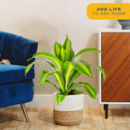 Costa Farms Dracaena Golden Heart Live Indoor Plant, Easy to Grow Houseplant in Modern Plant Pot, Potting Soil, Living Room, Home and Office Decor, Housewarming Gift, 2-3 Feet Tall