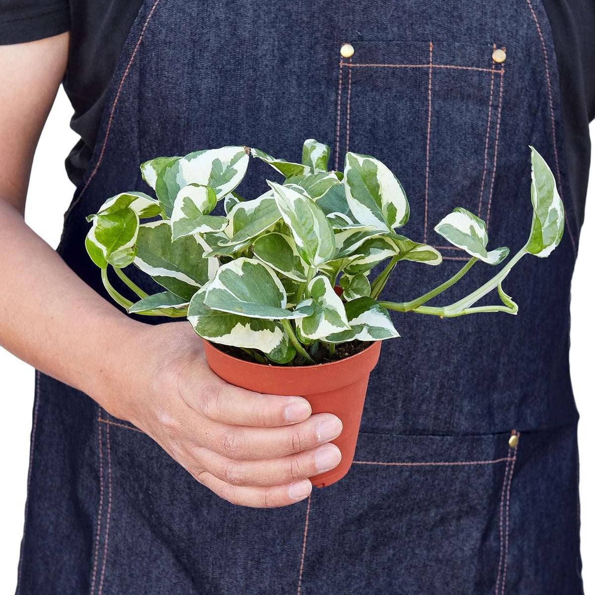 Pothos 'N'joy' Live Plant for Indoor | Different Houseplants in 4'' & 6'' Pot | Real House Plant for Living Room, Office, Desk & Bathroom | Epipremnum Aureum