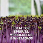 Micro-Mats Hydroponic Grow Pads - for Organic Production - 10 Pack - Plant & Seed Germination: Wheatgrass, Microgreens, More - for 20" x 10" Greenhouse Trays