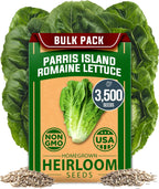 HOME GROWN 𝗨𝗦𝗔 𝗣𝗥𝗘𝗠𝗜𝗨𝗠 Parris Island Romaine Lettuce 3,500+ High Germination Heirloom 𝗡𝗢𝗡-𝗚𝗠𝗢 Lettuce for Planting Crisp Heads for Garden & Hydroponics, Indoor Outdoor (Lactuca Sativa)