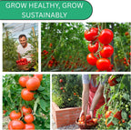 Woods Creek Seeds: Large Red Cherry Tomato Seeds for Planting - Over 450 Heirloom Tomato Seeds for Planting Outdoors, Indoors, Patio or Home Plant Garden - Non-GMO Seed Pack of Tomatoes