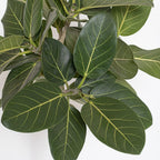 United Nursery Ficus Audrey – Standard Indoor Tree in 10” Grower Pot – 32–38 Inches Tall – Upright Green Ficus with Velvety Leaves – Low-Maintenance, Air-Purifying Plant for Home or Office