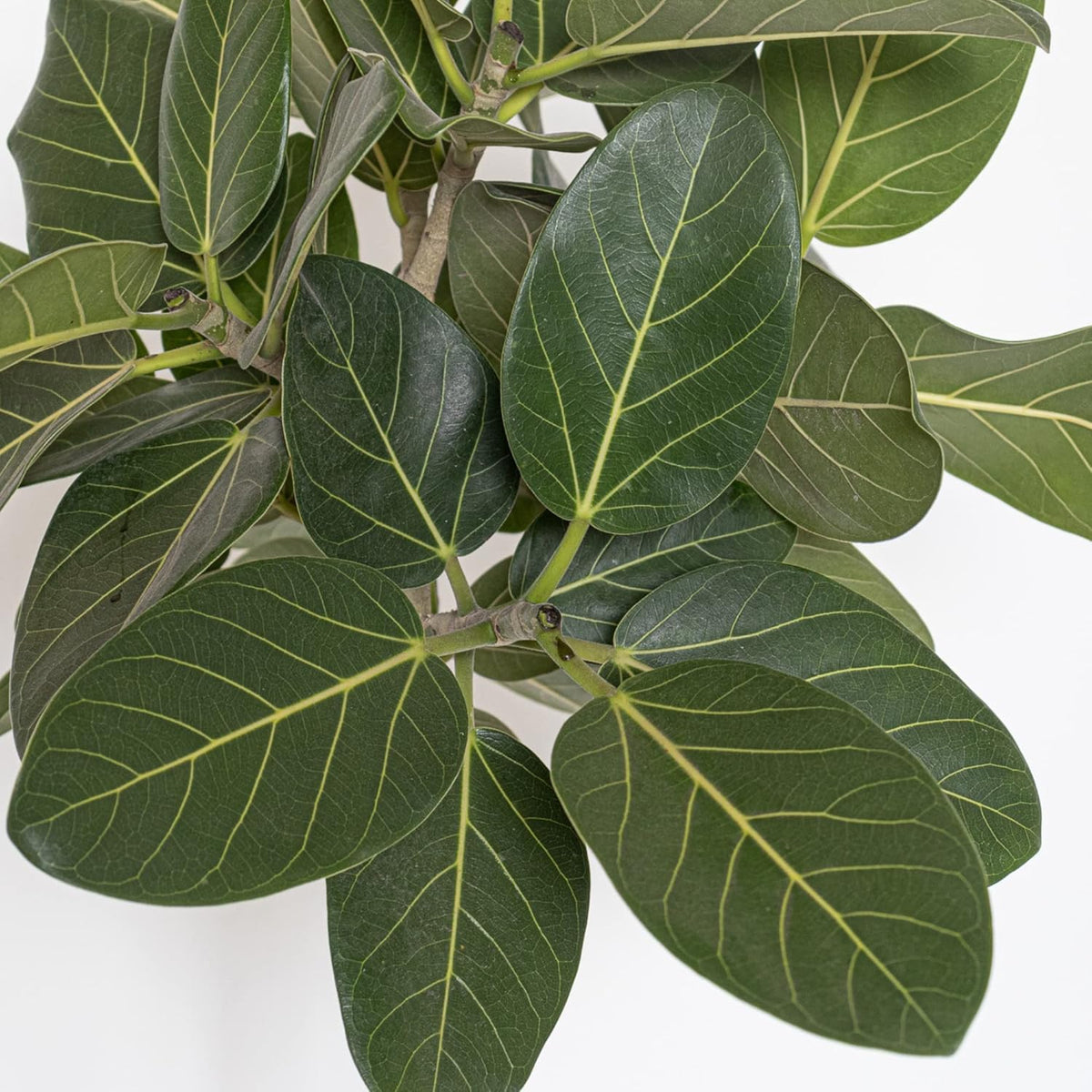 United Nursery Ficus Audrey – Standard Indoor Tree in 10” Grower Pot – 32–38 Inches Tall – Upright Green Ficus with Velvety Leaves – Low-Maintenance, Air-Purifying Plant for Home or Office