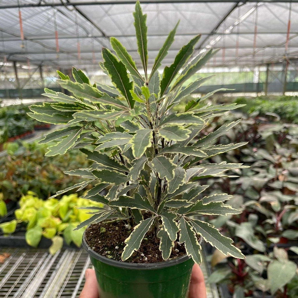 Aralia Bianca Live Plant for Indoor | Different Houseplants in 3'' Pot | Real House Plant for Living Room, Office, Desk & Bathroom | False Variegated | Dizygotheca elegantissima
