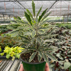 Aralia Bianca Live Plant for Indoor | Different Houseplants in 3'' Pot | Real House Plant for Living Room, Office, Desk & Bathroom | False Variegated | Dizygotheca elegantissima