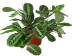 Maranta 'Lemon Lime' Live Plant for Indoor | Different Houseplants in 4'' & 6'' Pot | Real House Plant for Living Room, Office, Desk & Bathroom | Prayer Plant