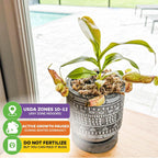 St. Gaya Pitcher Plant - Carnivorous Nepenthes by Wellspring Gardens - Unique Pitchers, Easy-Care, Indoor Plant, Striking Housplant - Fascinating Carnivorous - Starter Plant Aquatic Plant