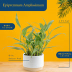 Costa Farms Live Pothos Plant, Indoor Plant Houseplant, Epipremnum Asplisimum, Rare Unique Indoor Trailing House Plant in 6-Inch Self-Watering Plants Pot, Potting Soil, Room and Home Decor