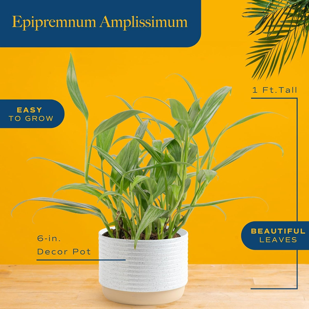 Costa Farms Live Pothos Plant, Indoor Plant Houseplant, Epipremnum Asplisimum, Rare Unique Indoor Trailing House Plant in 6-Inch Self-Watering Plants Pot, Potting Soil, Room and Home Decor