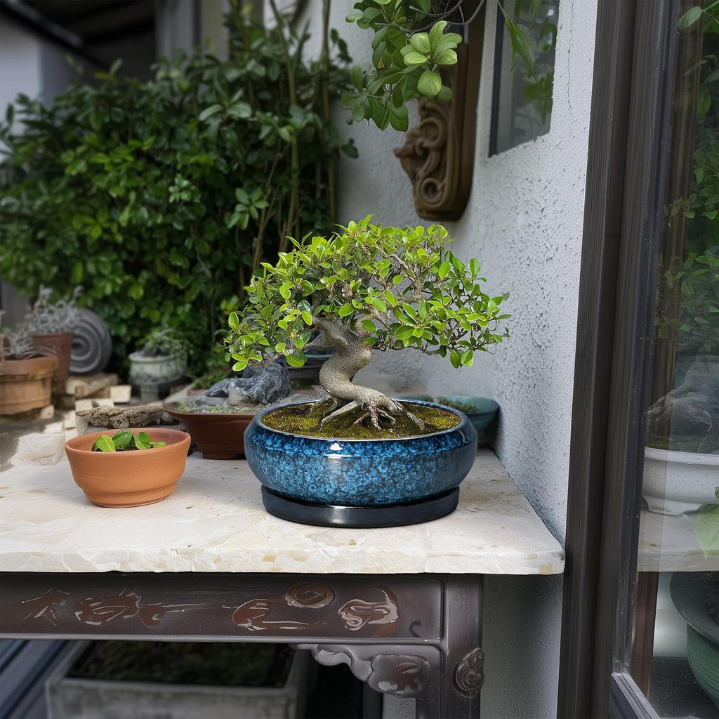 Bonsai Pots 8 Inch - Ceramic Succulent Planter for Indoor Outdoor, Round Bonsai Planter with Drainage Hole and Saucer, Shallow Ceramic Planters Bowl, Patio Decor, Housewarming Gift, Blue